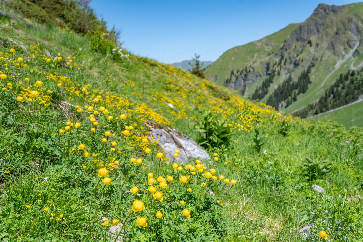 2022 06 04 Tschiertschen 06